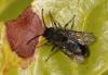 Andrena bicolor